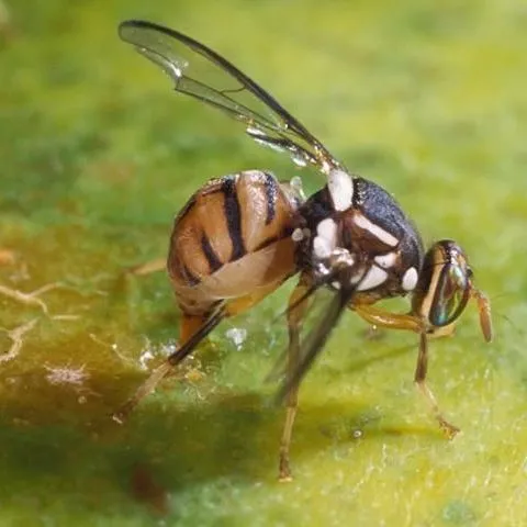 thumbnail for publication: Oriental Fruit Fly, Bactrocera dorsalis (Hendel) (Insecta: Diptera: Tephritidae)